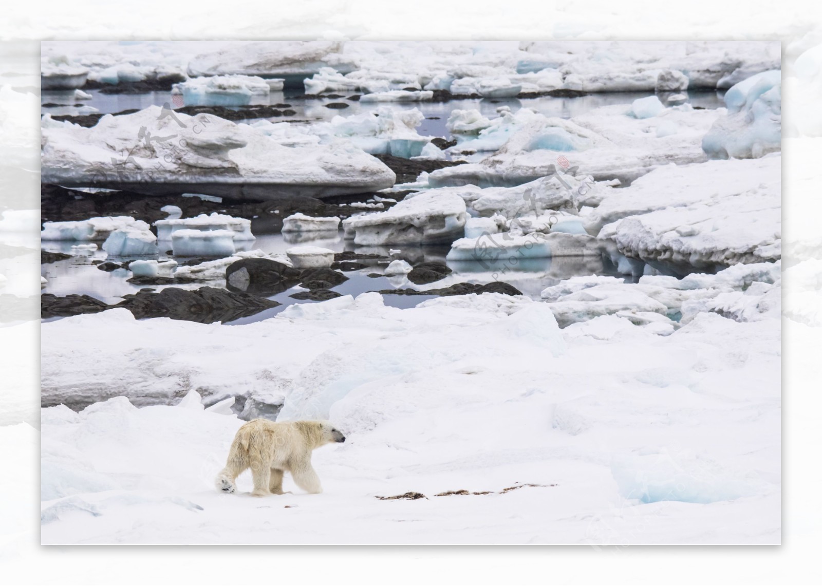 冰面觅食的北极熊