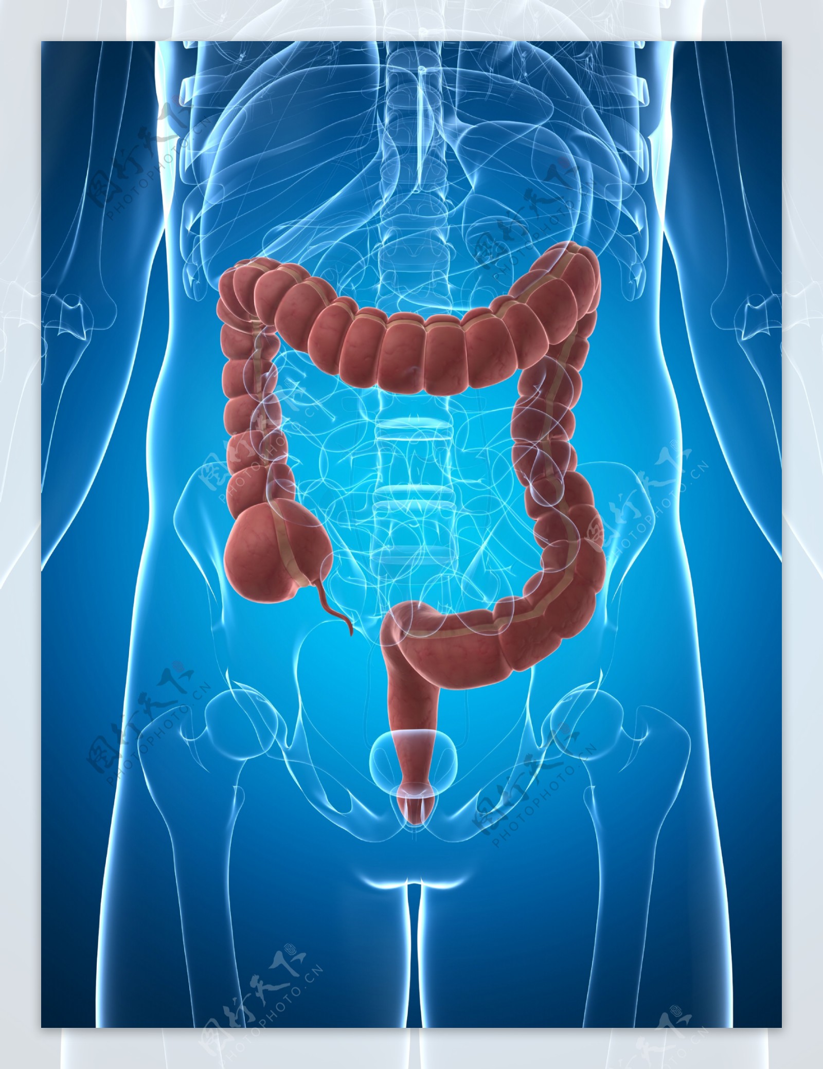 人体肠道模型图片