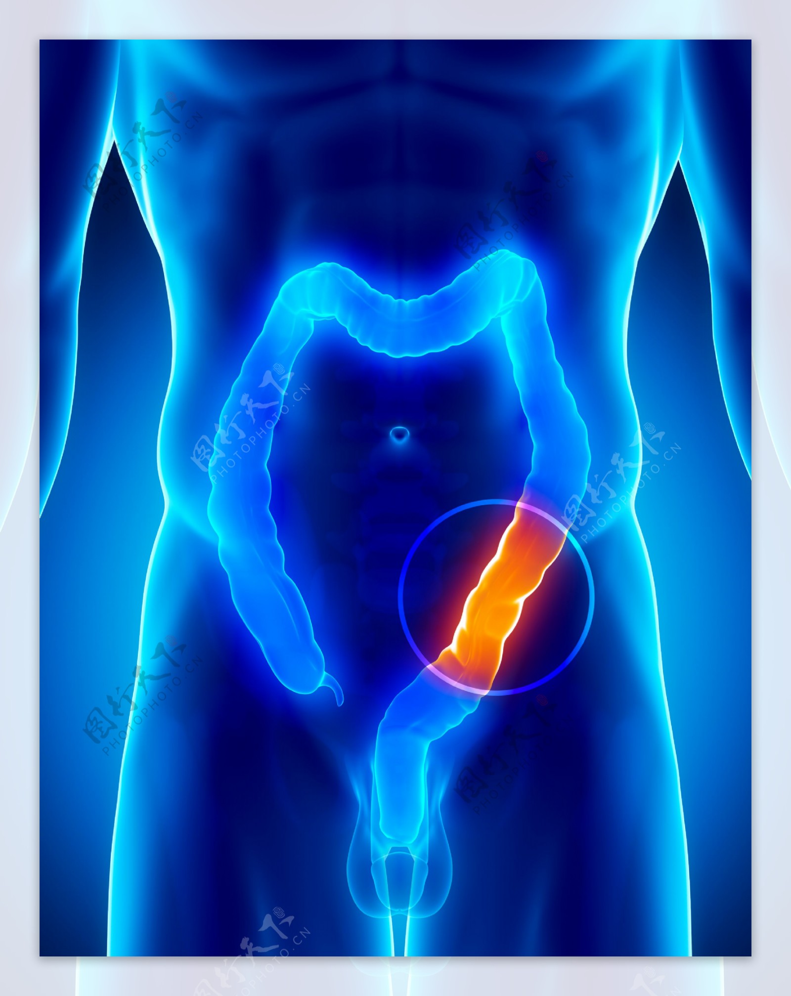 人体肠子器官图片