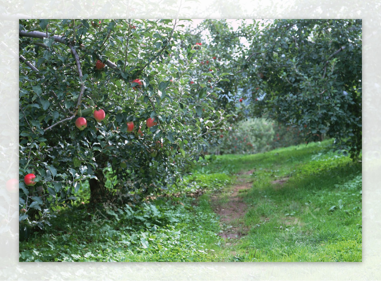 苹果园摄影图片