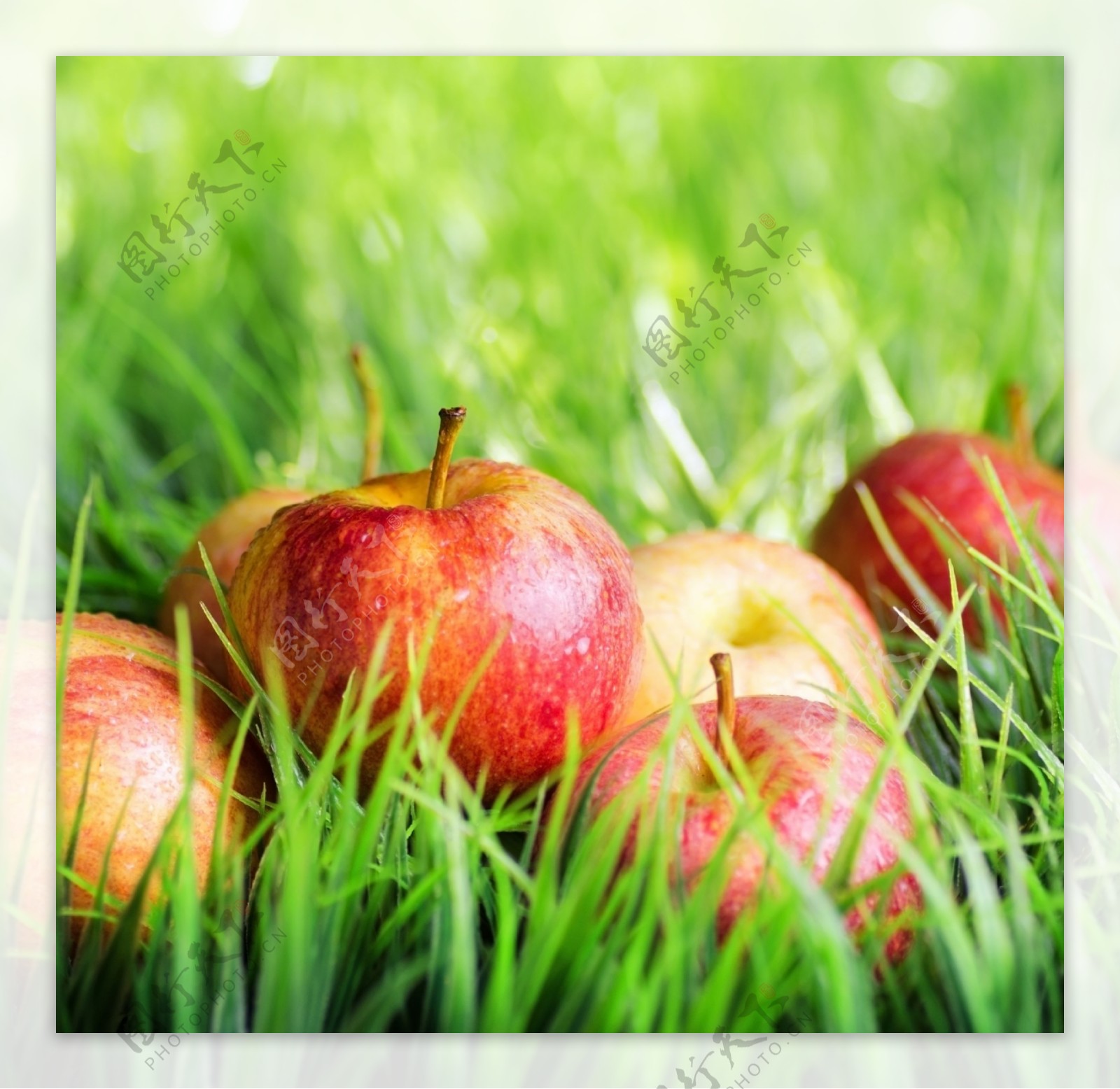 草地上苹果摄影图片