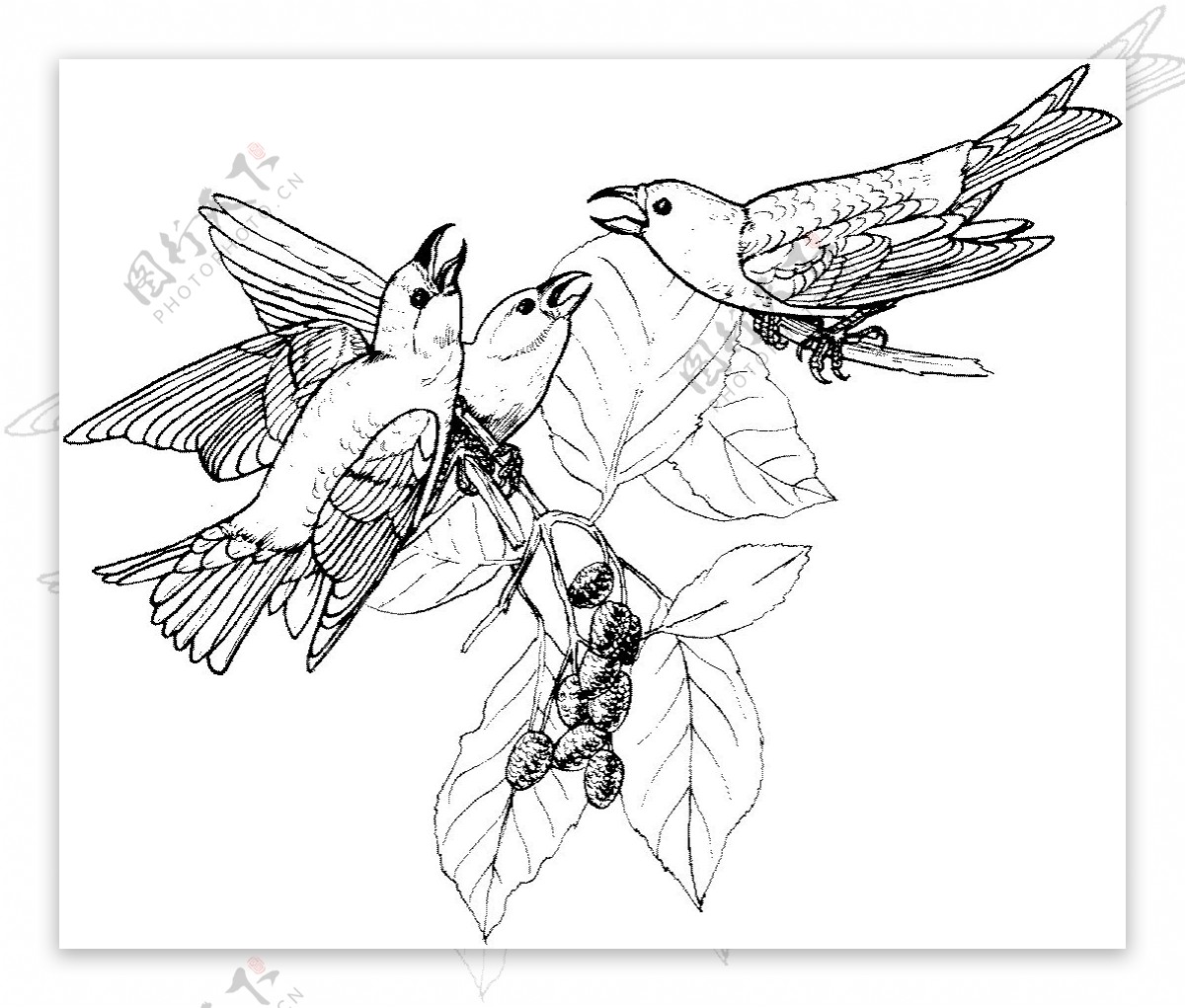 鸟类素描动物素描图片素材-编号26394264-图行天下