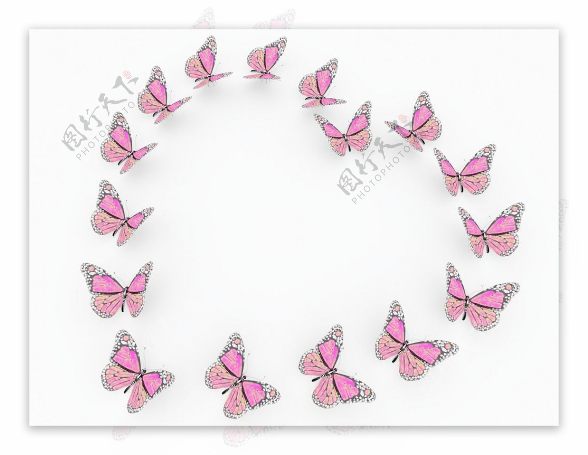 粉红蝴蝶孤立在白色背景