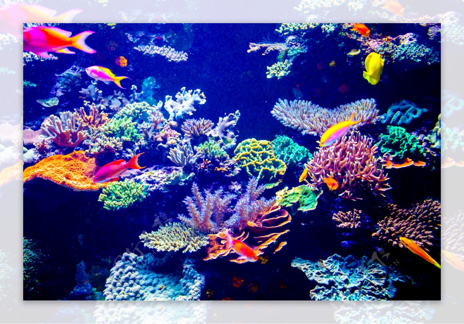 海底美丽珊瑚和游鱼图片