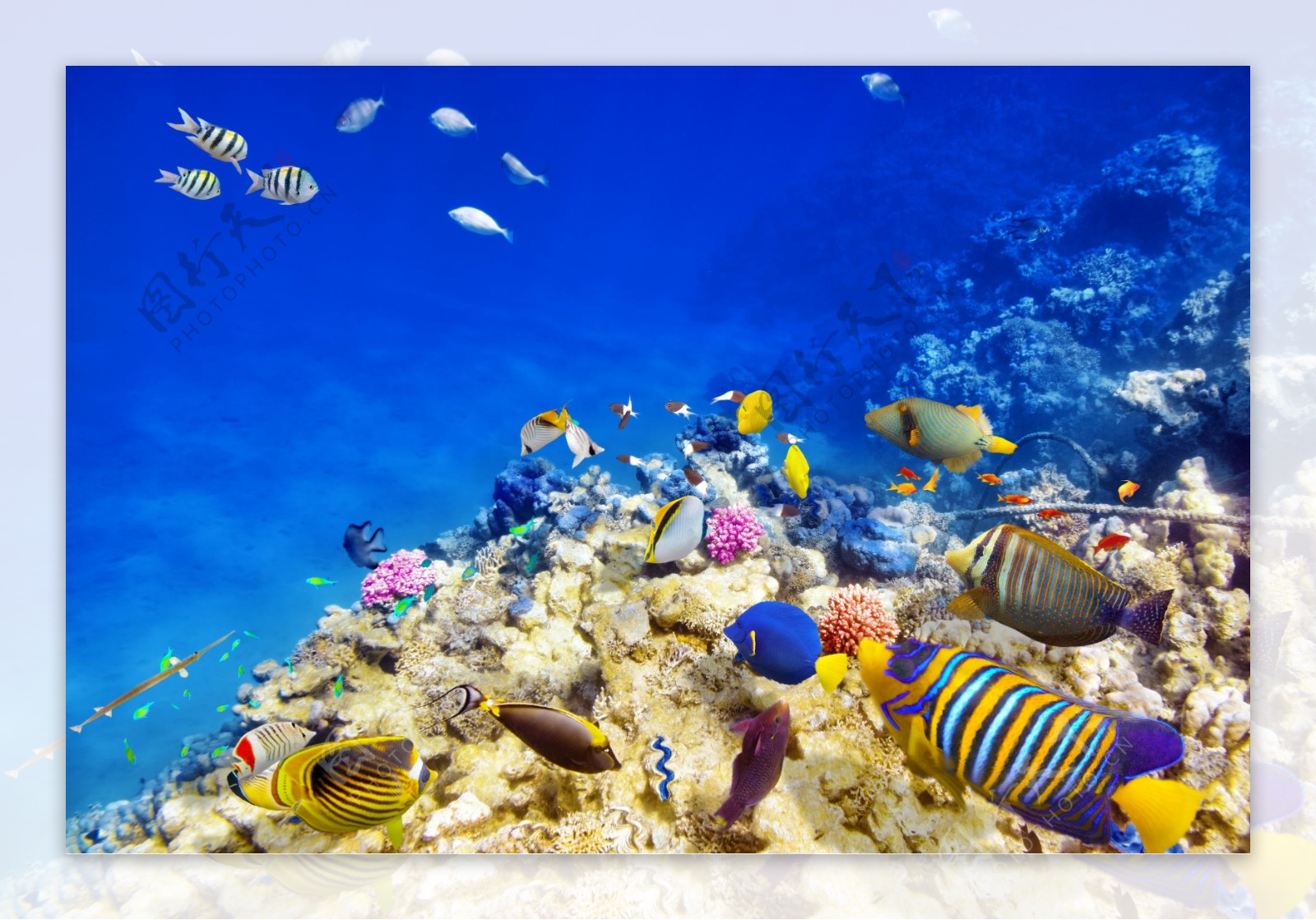 海洋生物和珊瑚图片