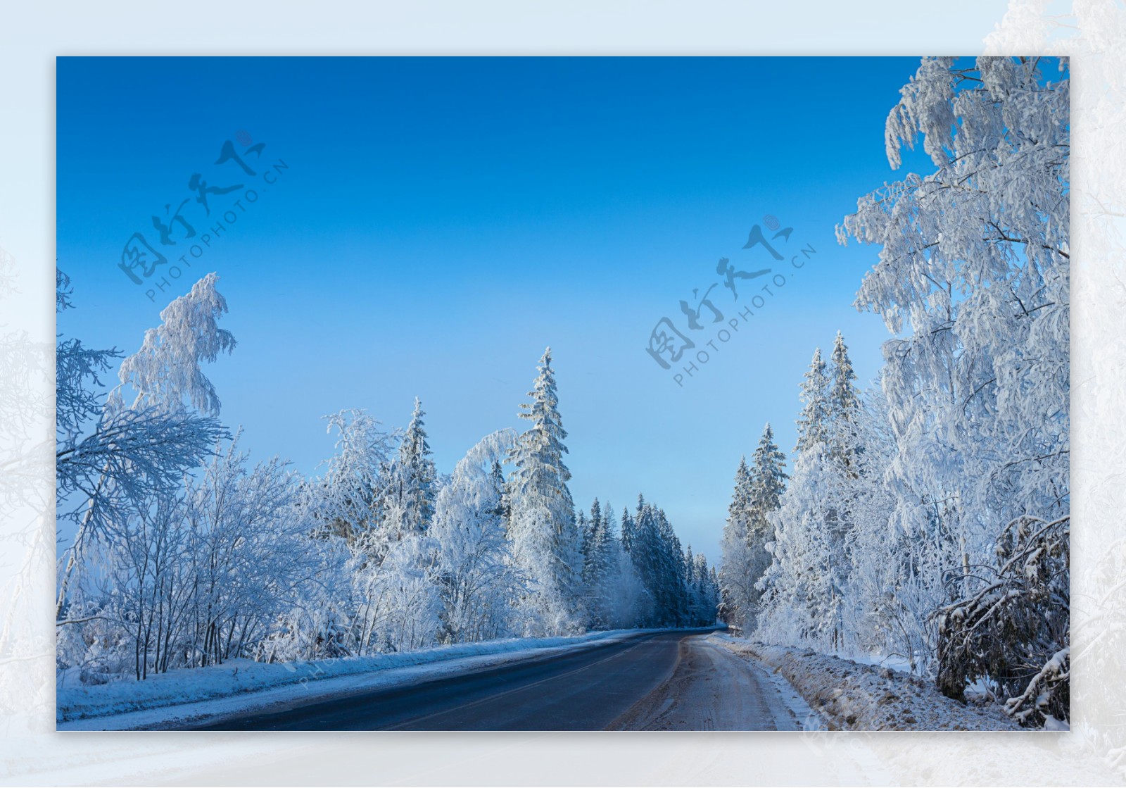 冬天雪树林道路图片