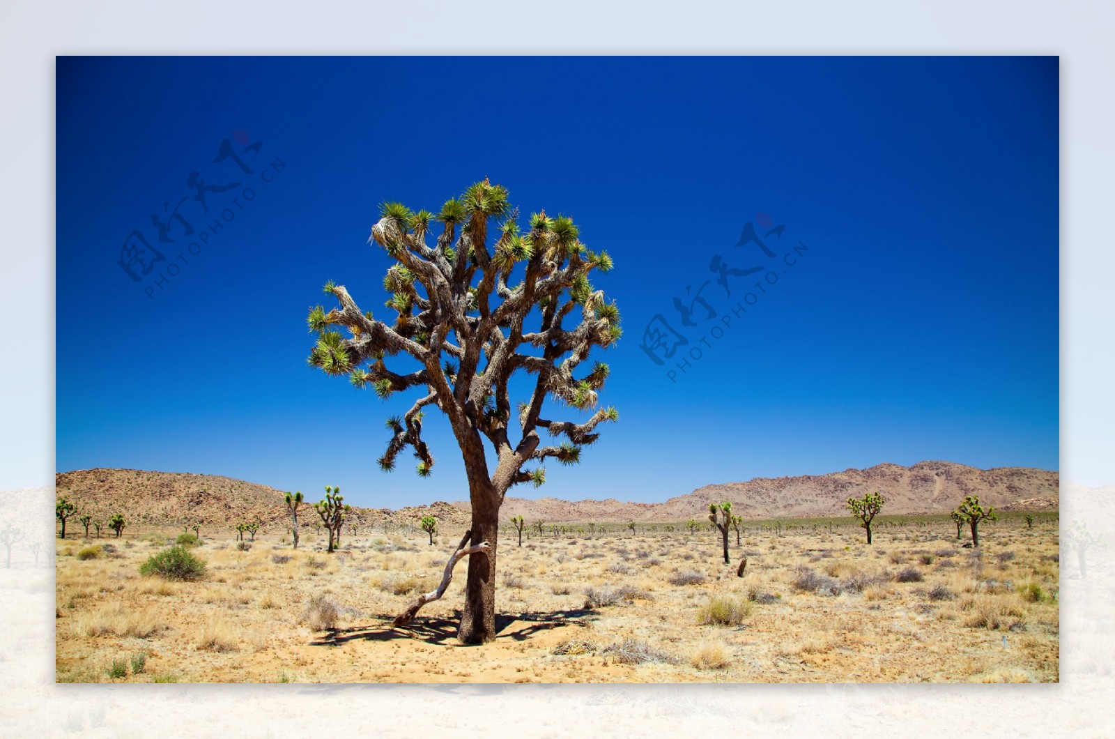 荒漠植物图片