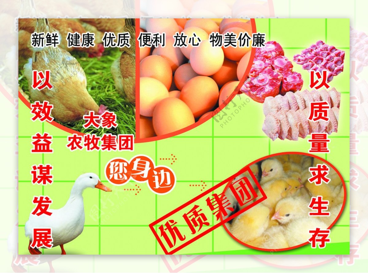 企业文化鸡肉产品