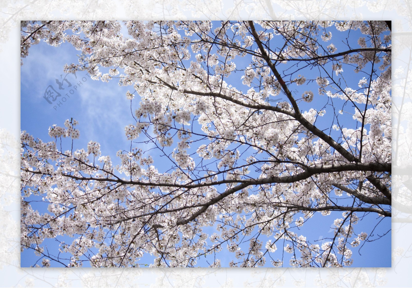 白色樱花风景图片