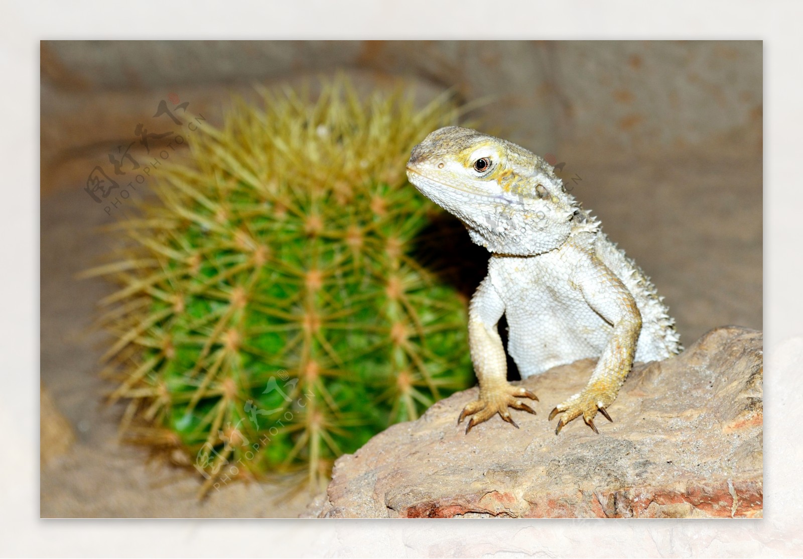 沙漠中的小蜥蜴高清图片素材