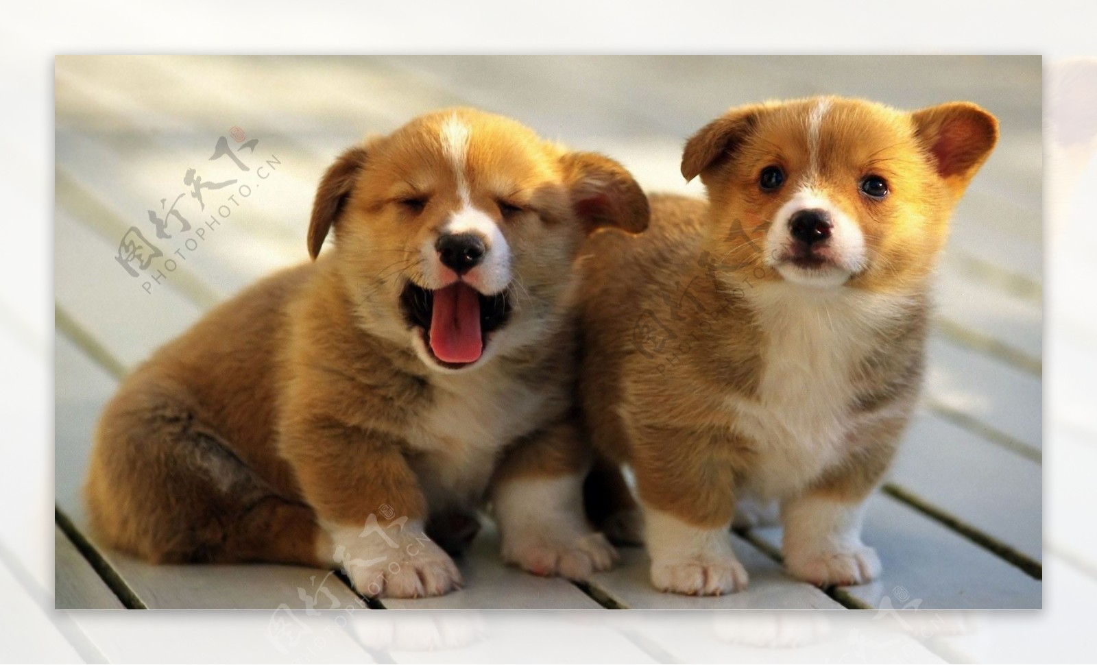 可爱两只小狗图片