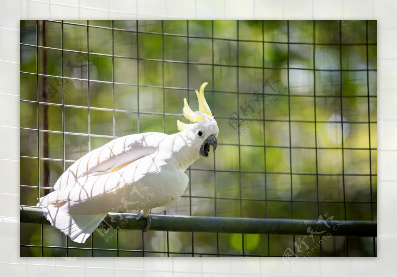 白色凤头鹦鹉图片