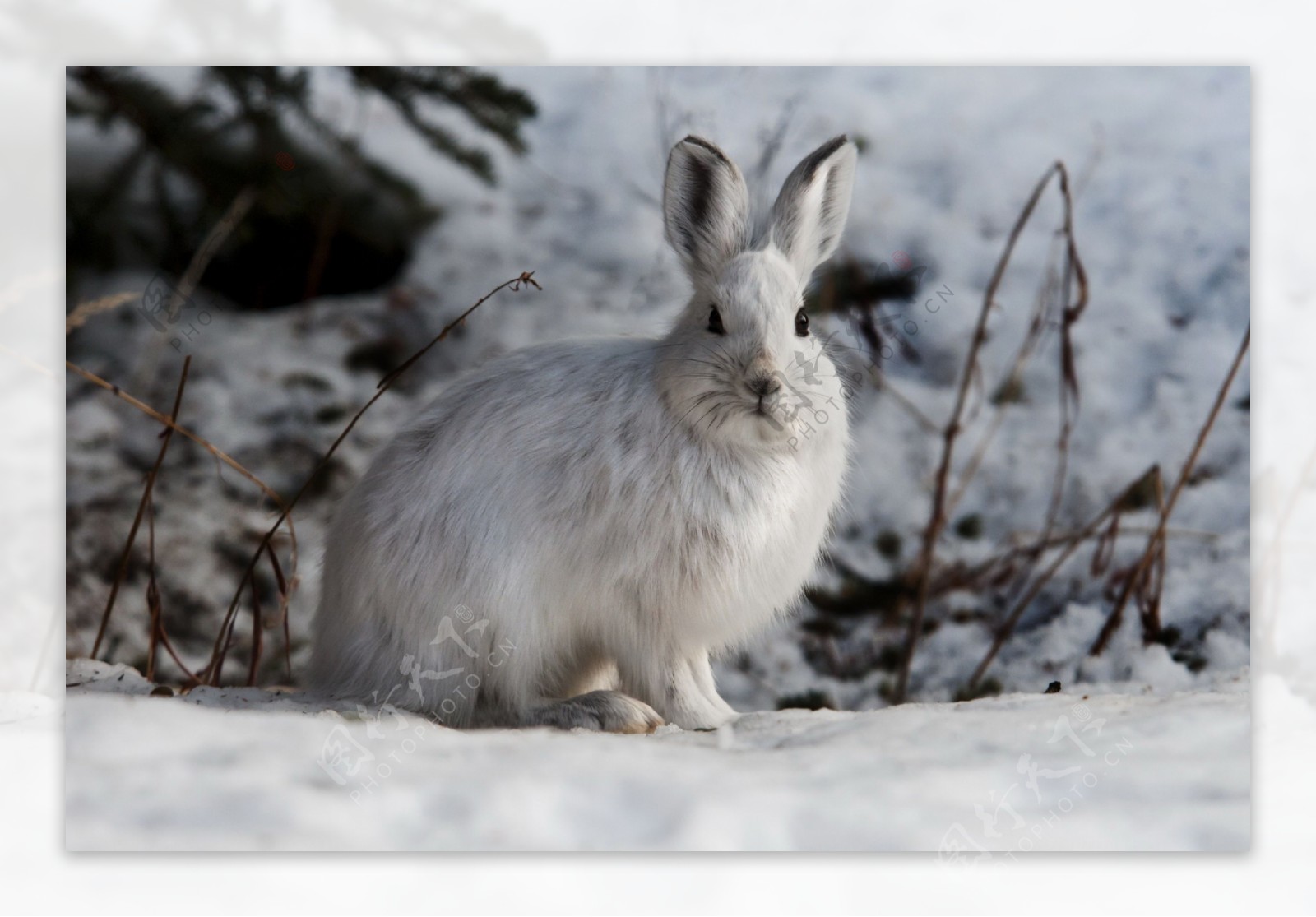 雪地里的小兔子图片