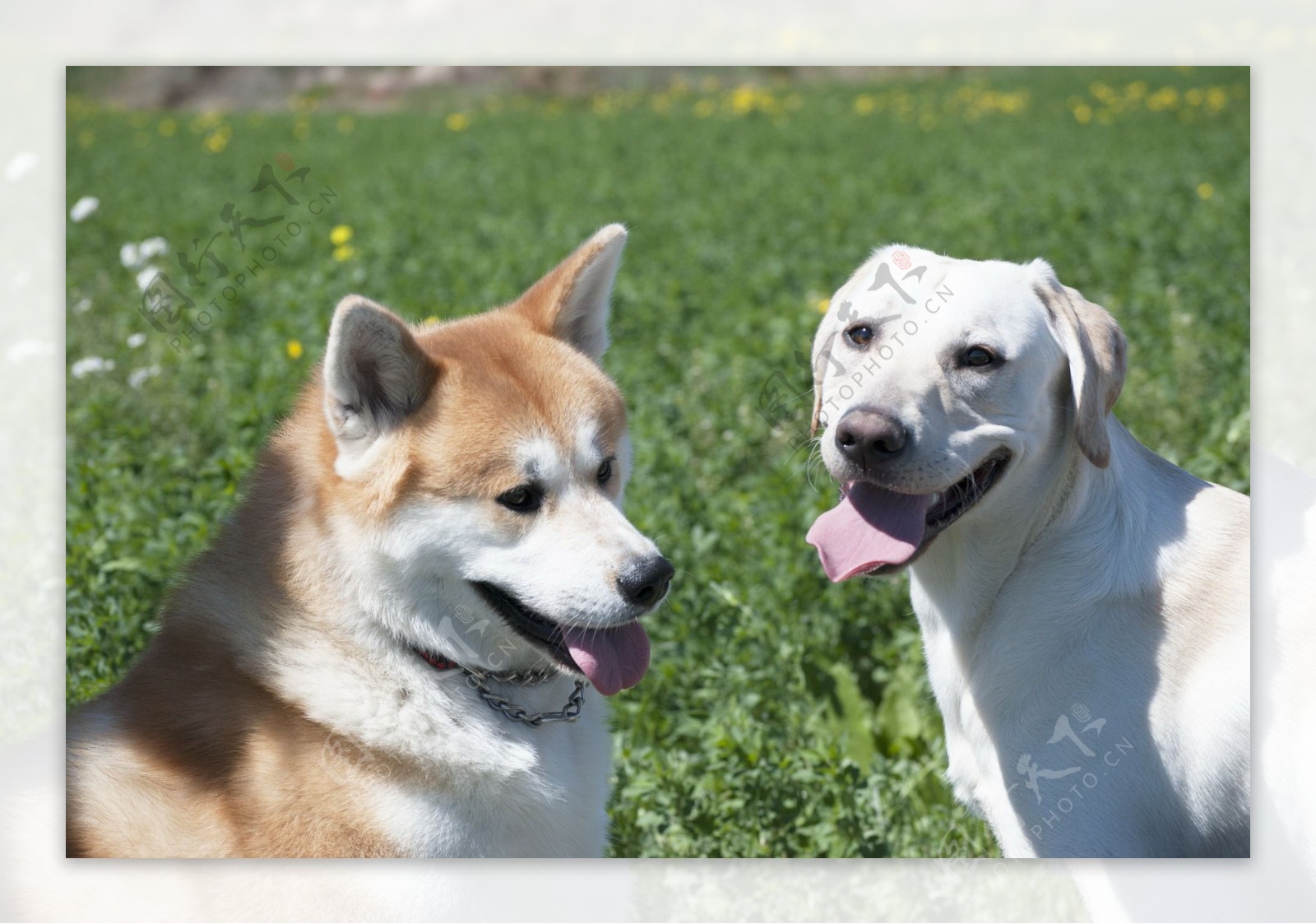 拉布拉多和秋田犬图片