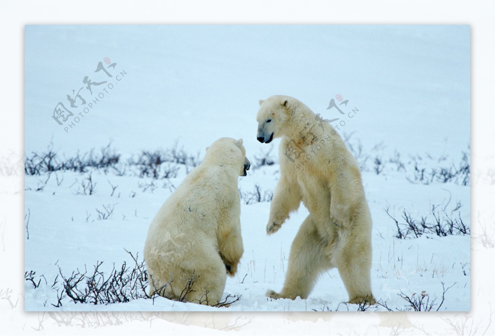 两只北极熊摄影