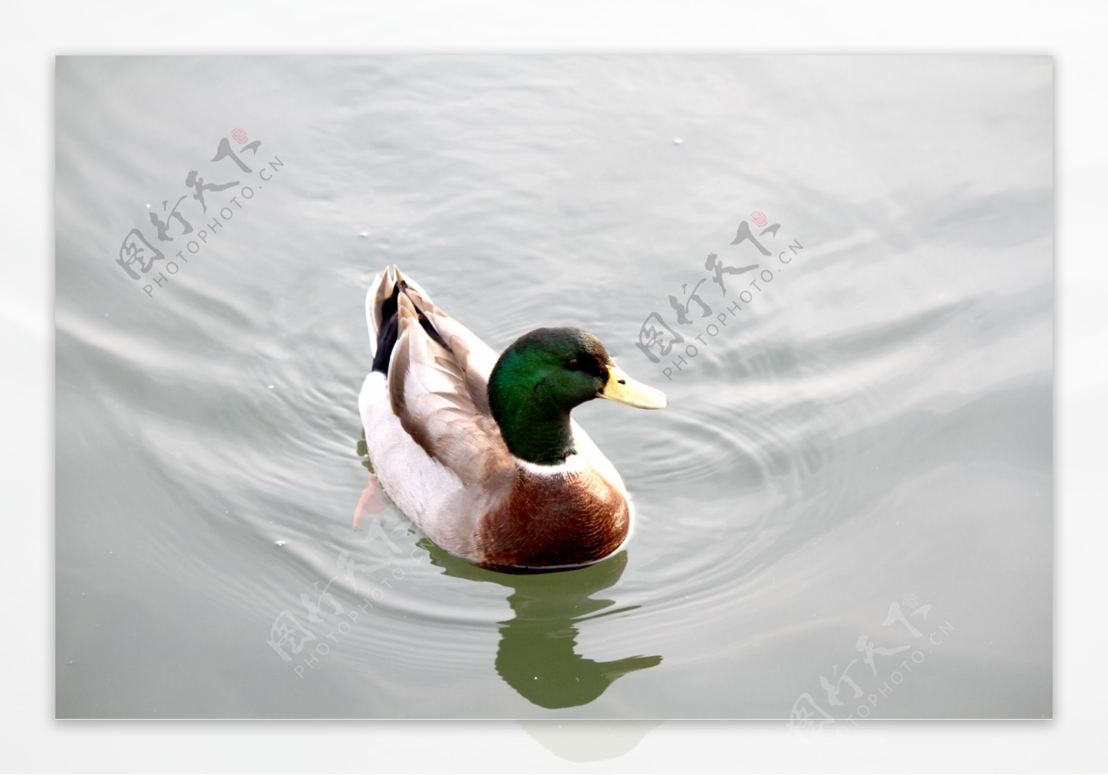 水中野鸭子图片