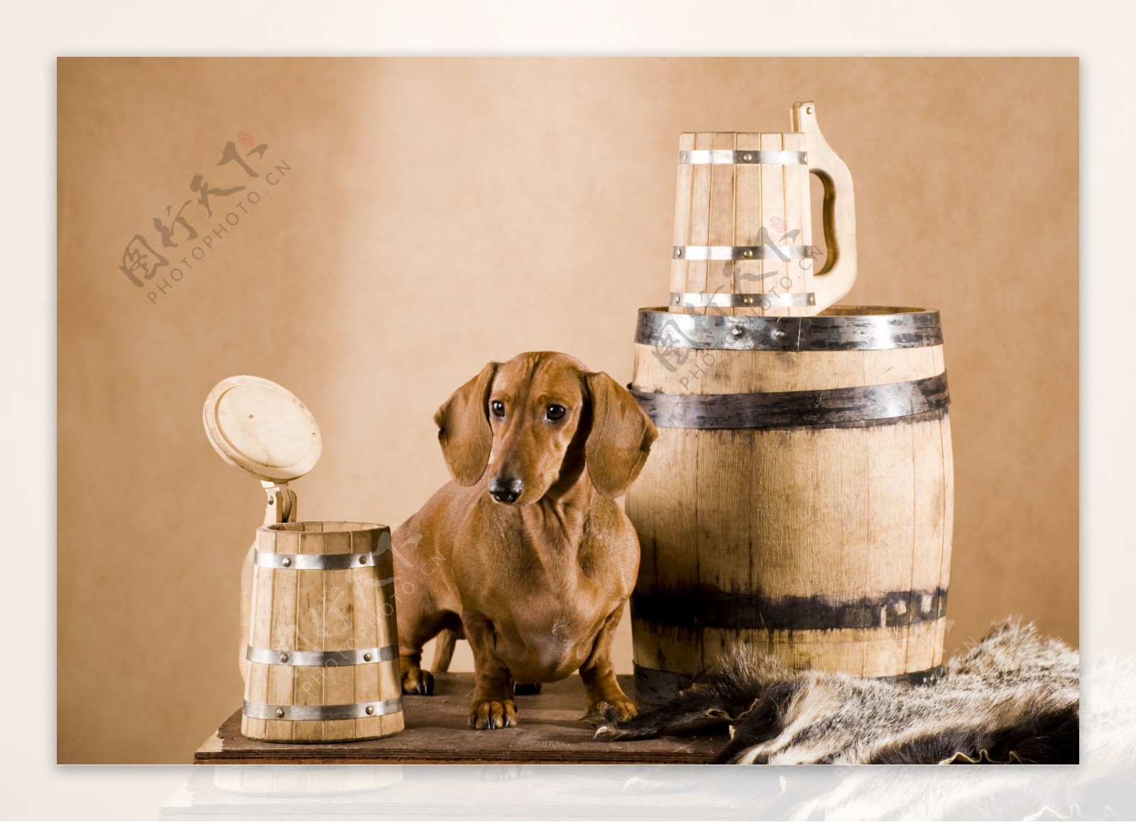 桌子上的小狗和酒桶图片