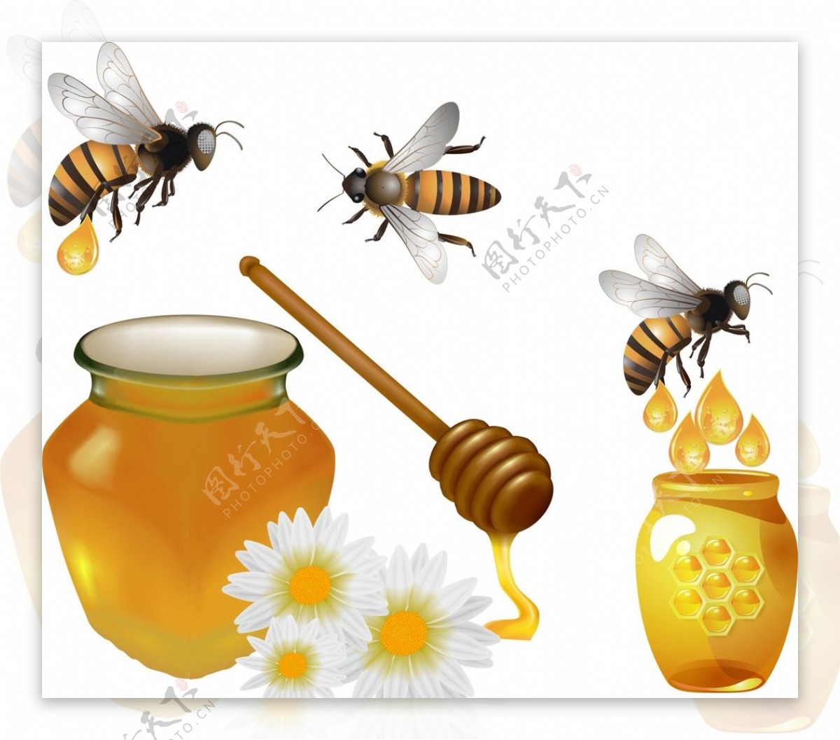 蜂蜜蜜蜂