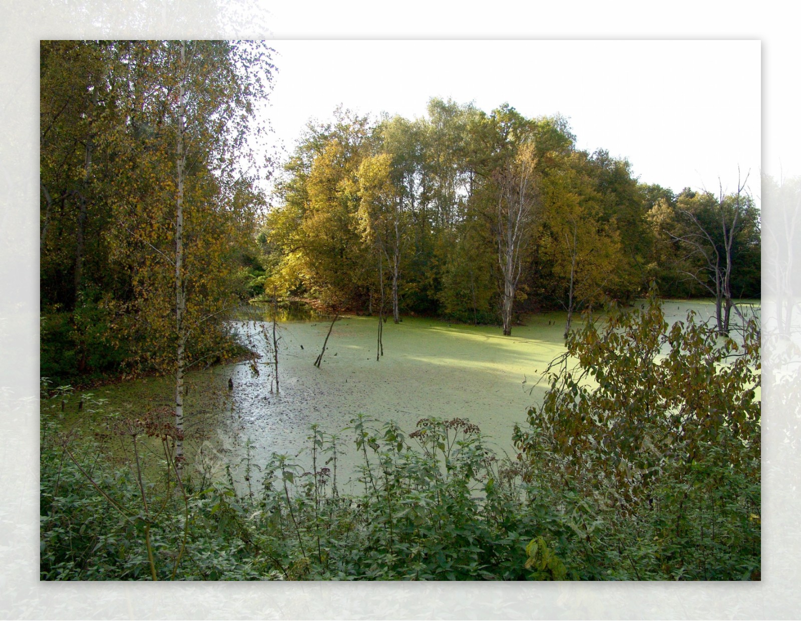 秋天湖水树林风景图片
