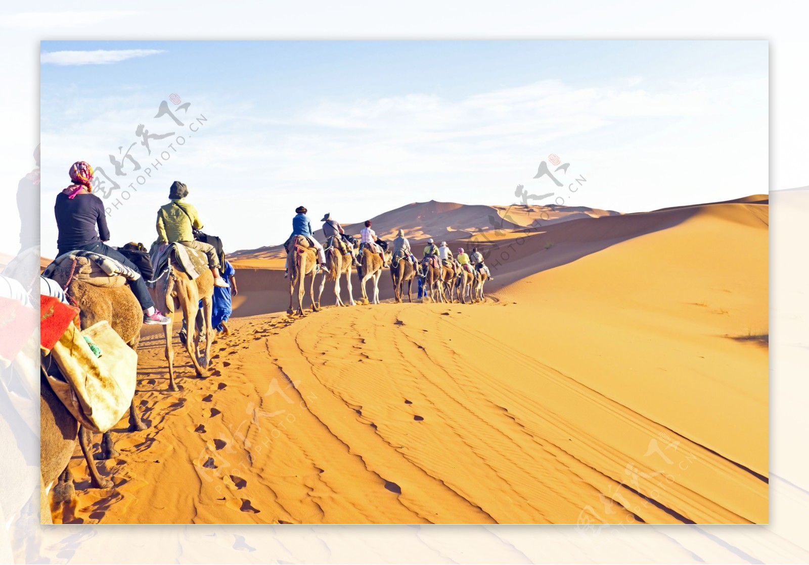沙漠中的骆驼团队高清图片