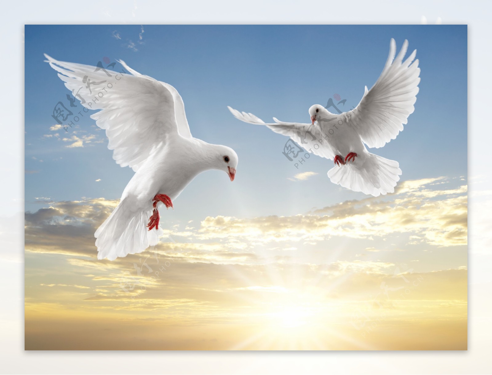 蓝天中飞翔的白鸽高清图片
