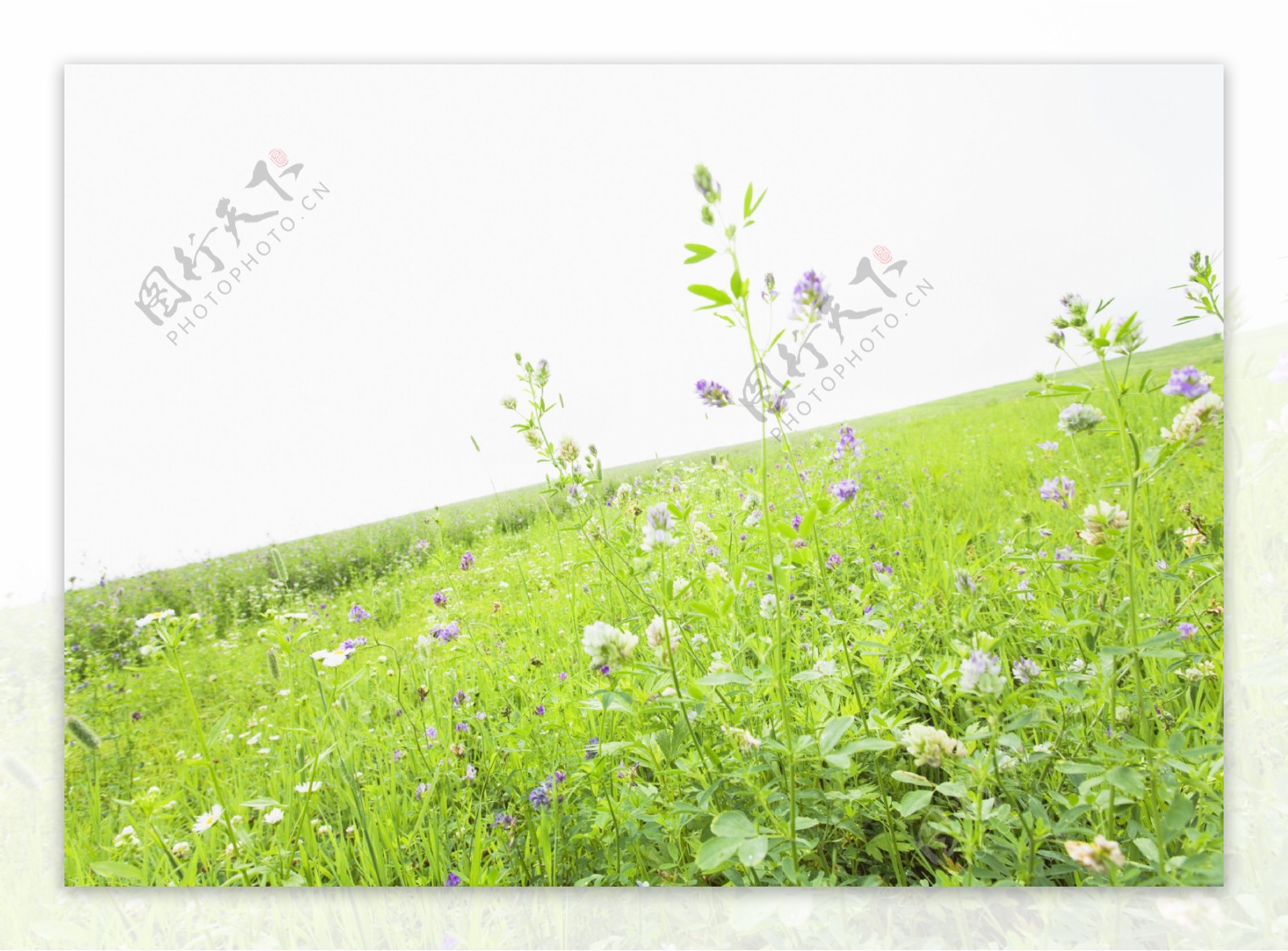 草地与野花自然图片素材