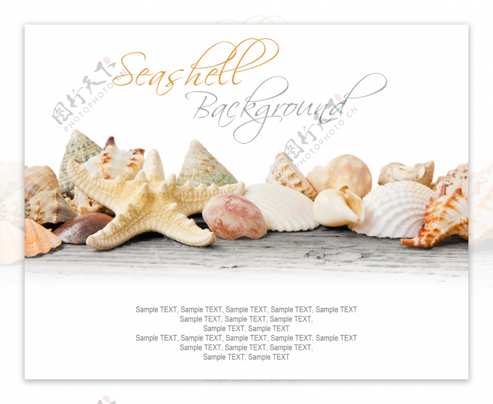 海螺贝壳海星摄影图片