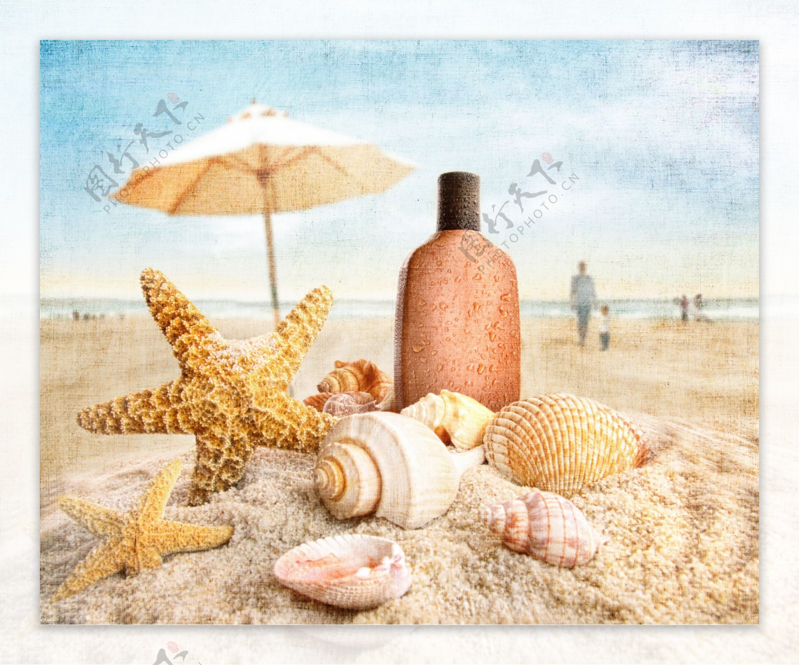 沙滩上的贝壳和海星