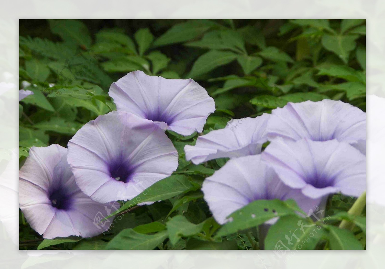 高清紫色喇叭花图片