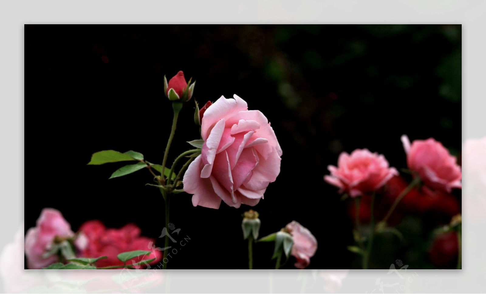 花园里粉色月季花图片