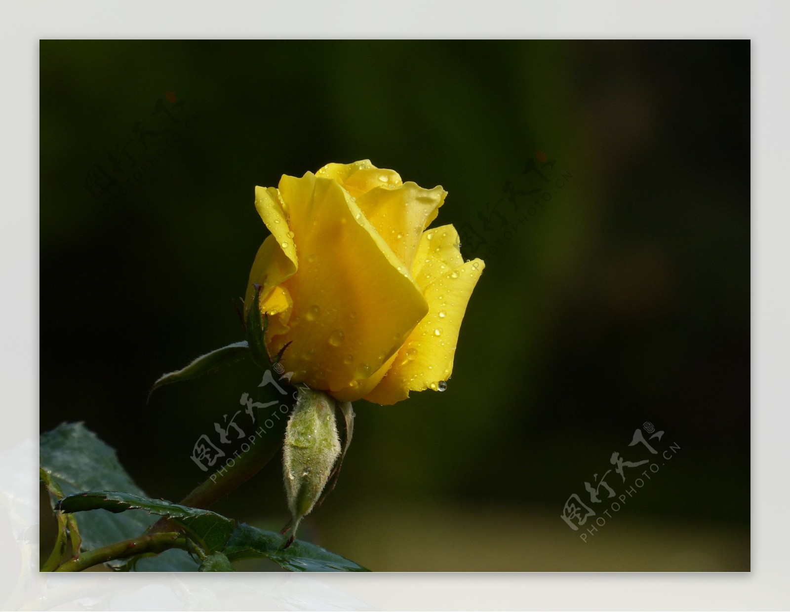 鲜艳黄色玫瑰花图片