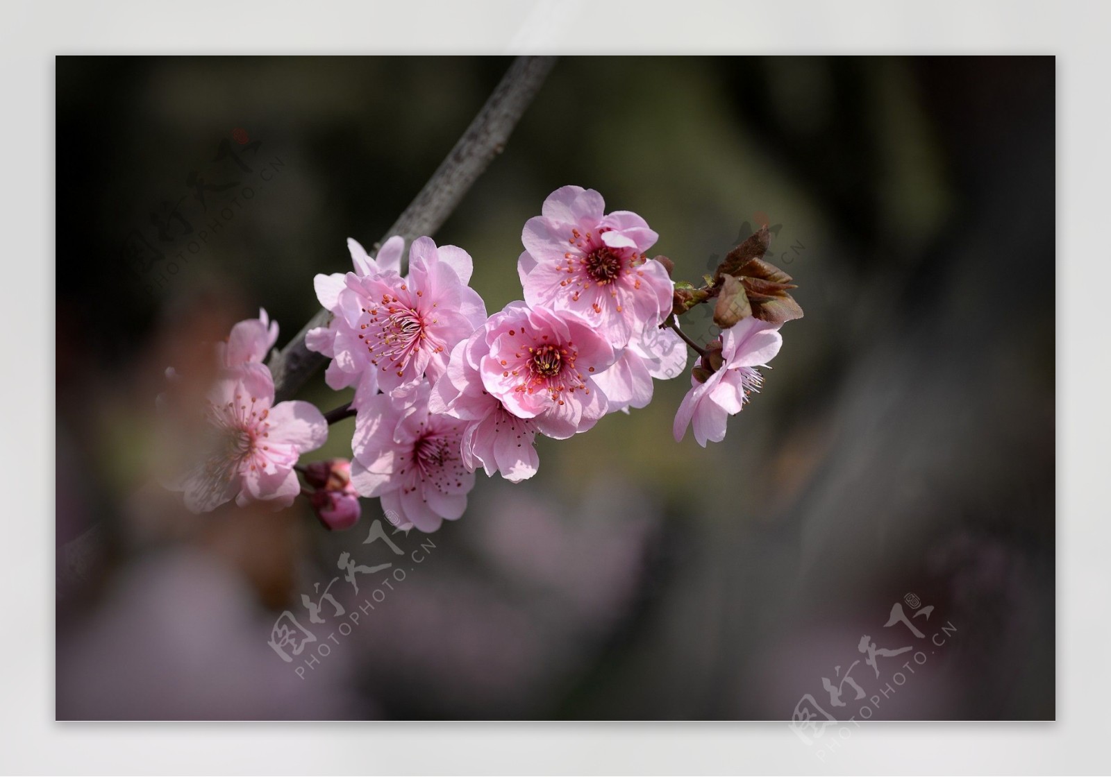 鲜艳粉色桃花图片