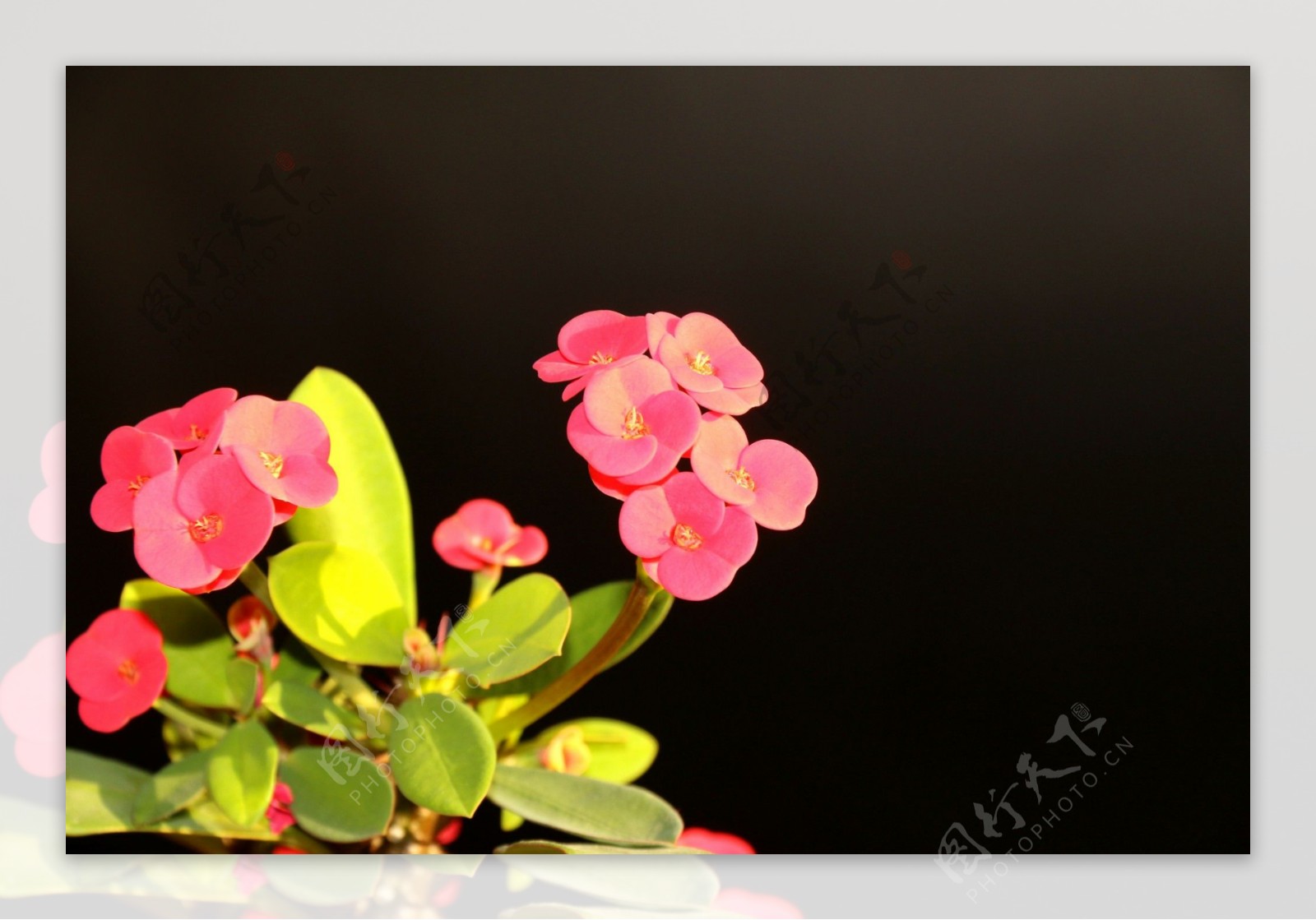 鲜艳美丽的小红花图片