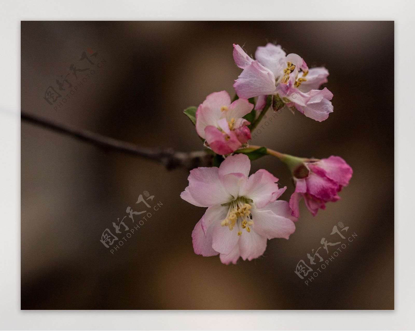 鲜艳粉色海棠花图片