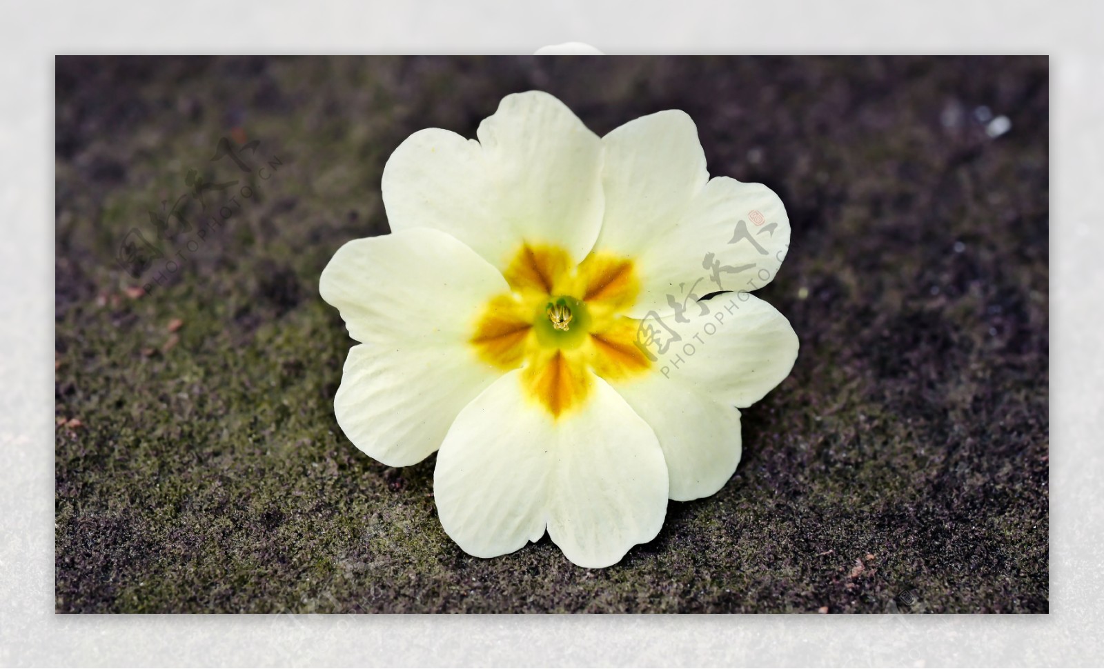 唯美白色花朵图片
