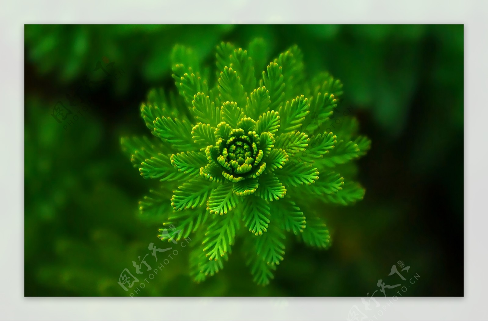 高清绿色植物素材图片