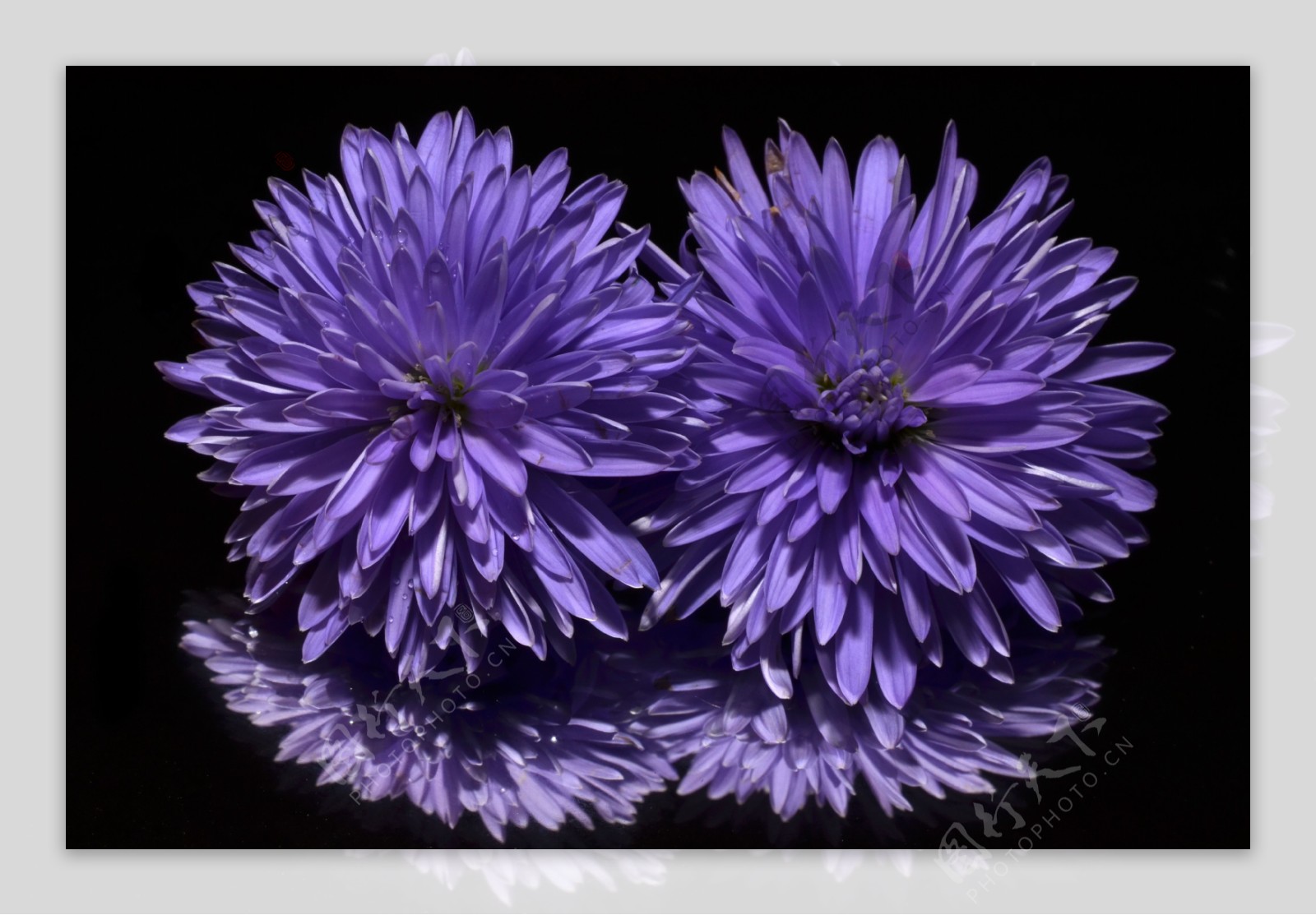 紫色翠菊图片