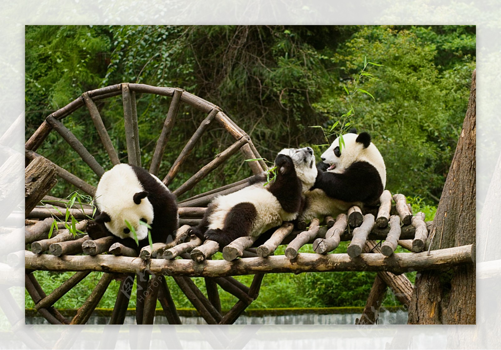 动物园熊猫图片
