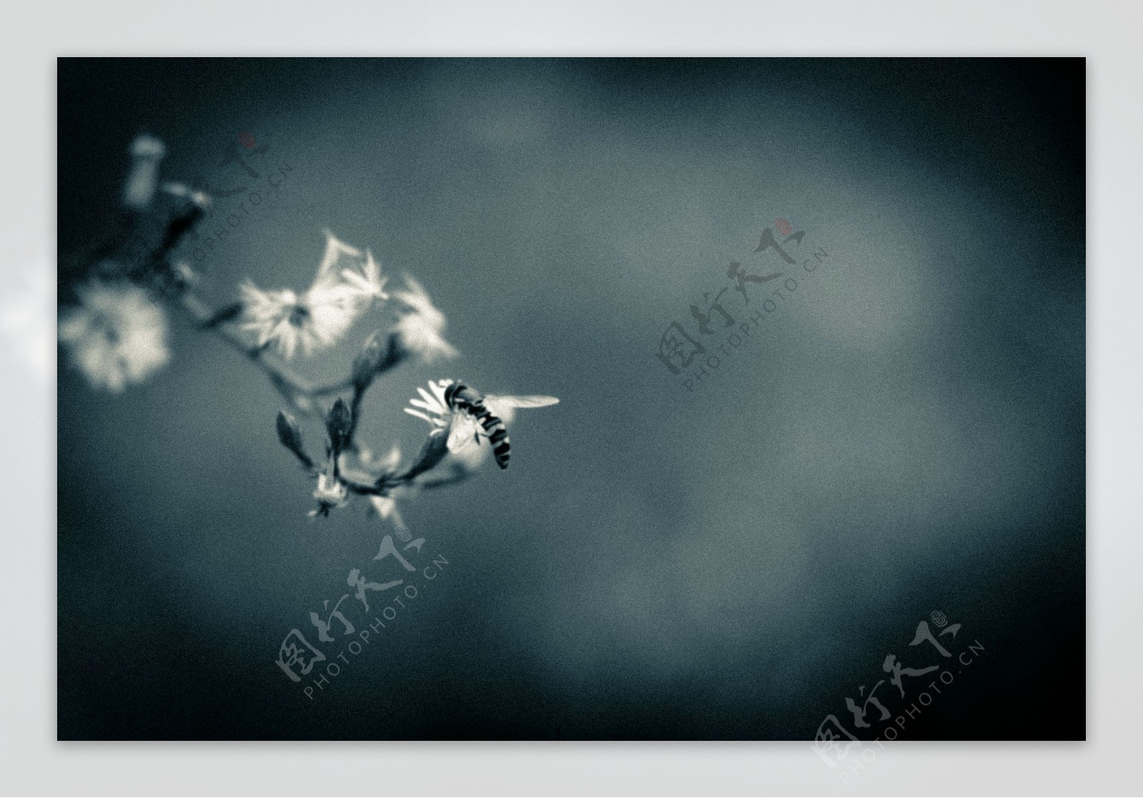 蜜蜂与小花图片