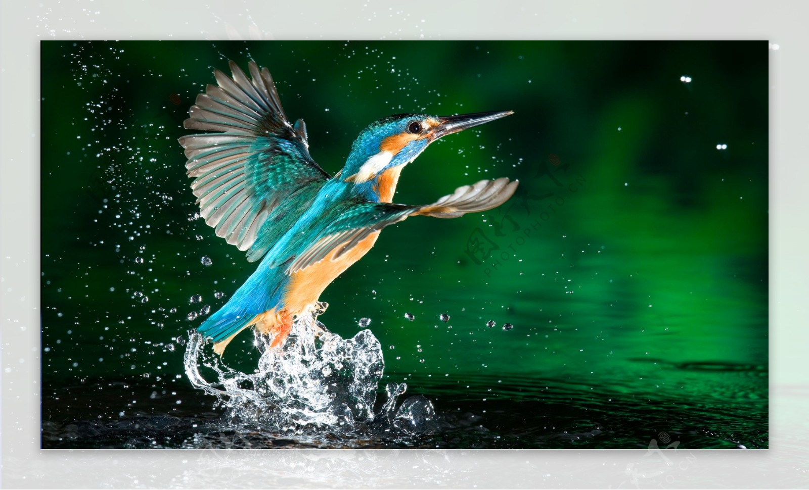 河上戏水翠鸟图片