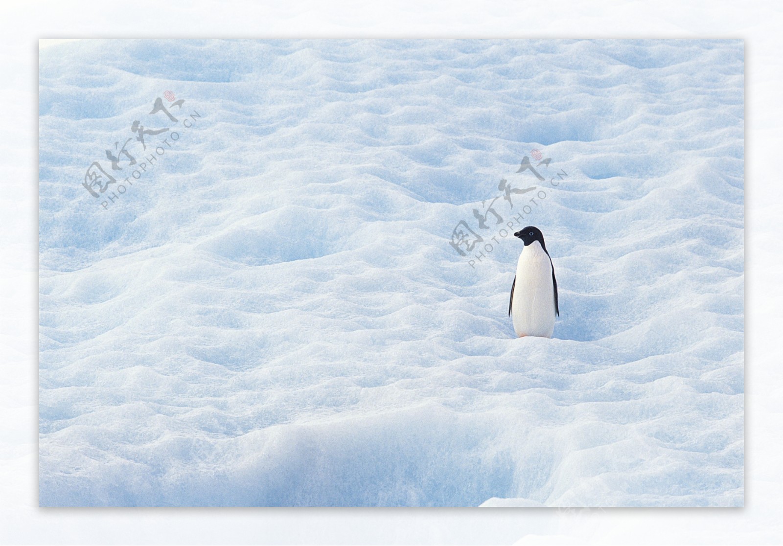 南极雪地企鹅图片