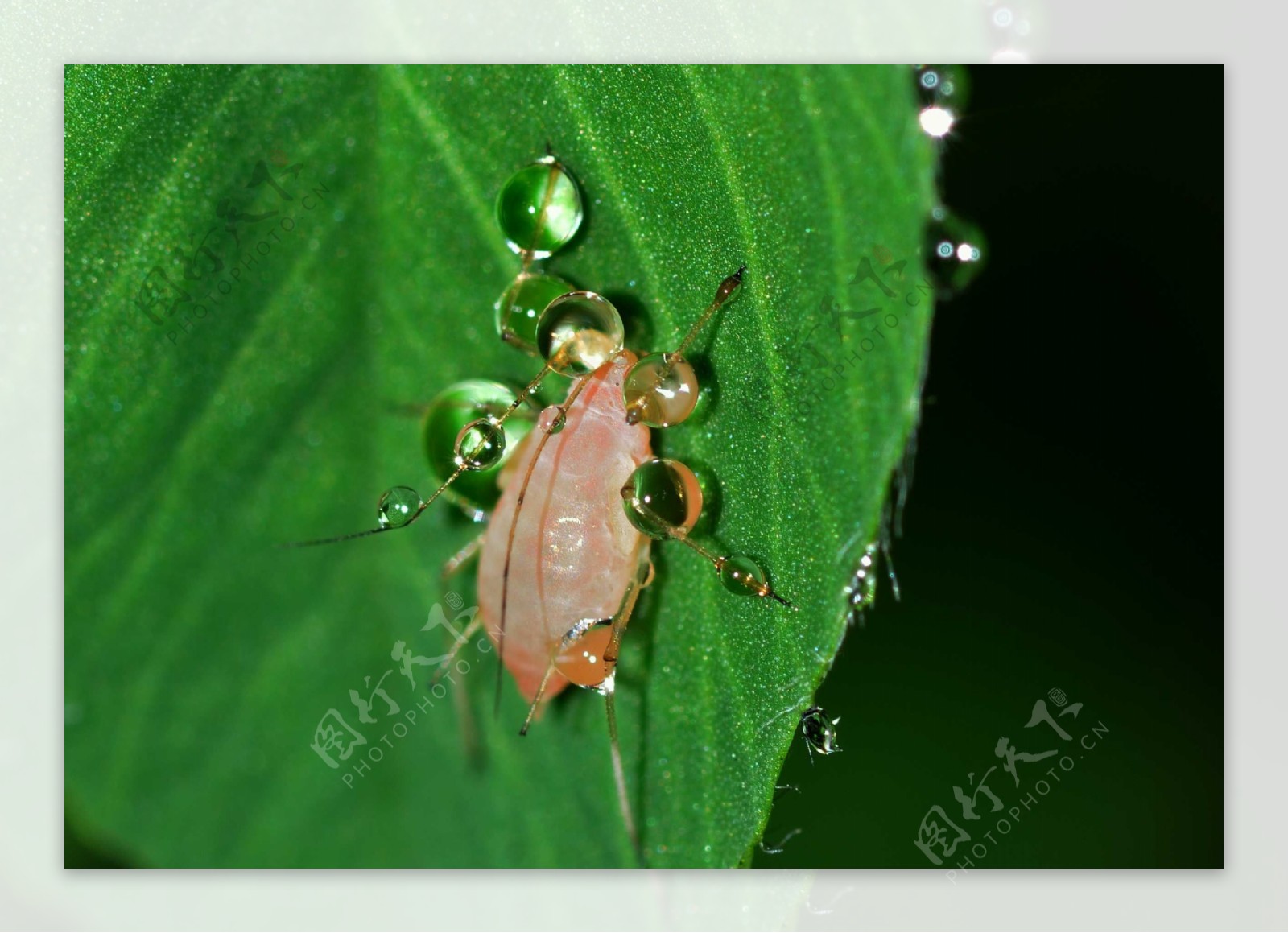 高清绿叶上蚜虫图片