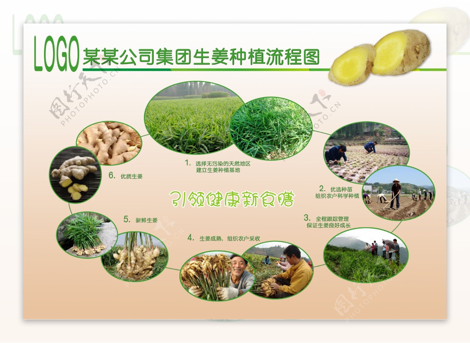生姜种植流程图