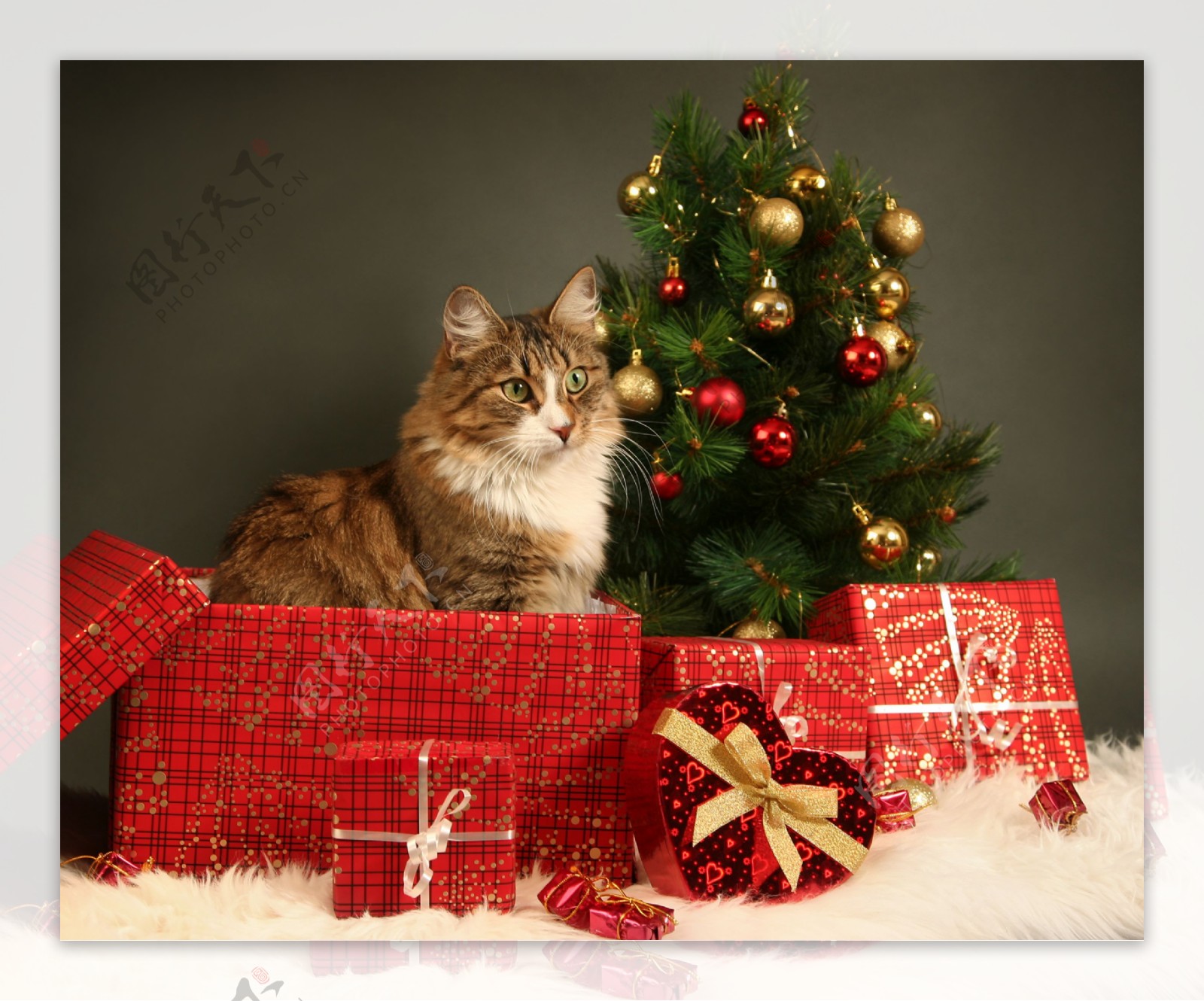 礼物盒与小猫
