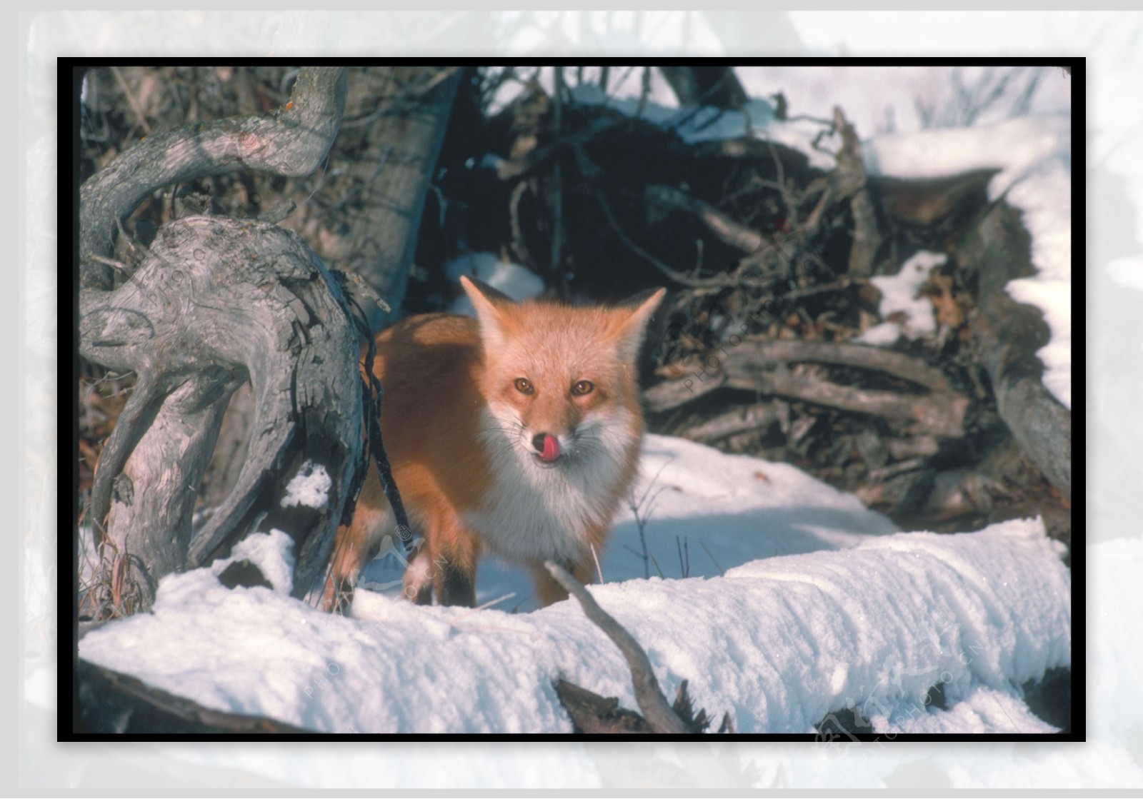 雪地里的狐狸