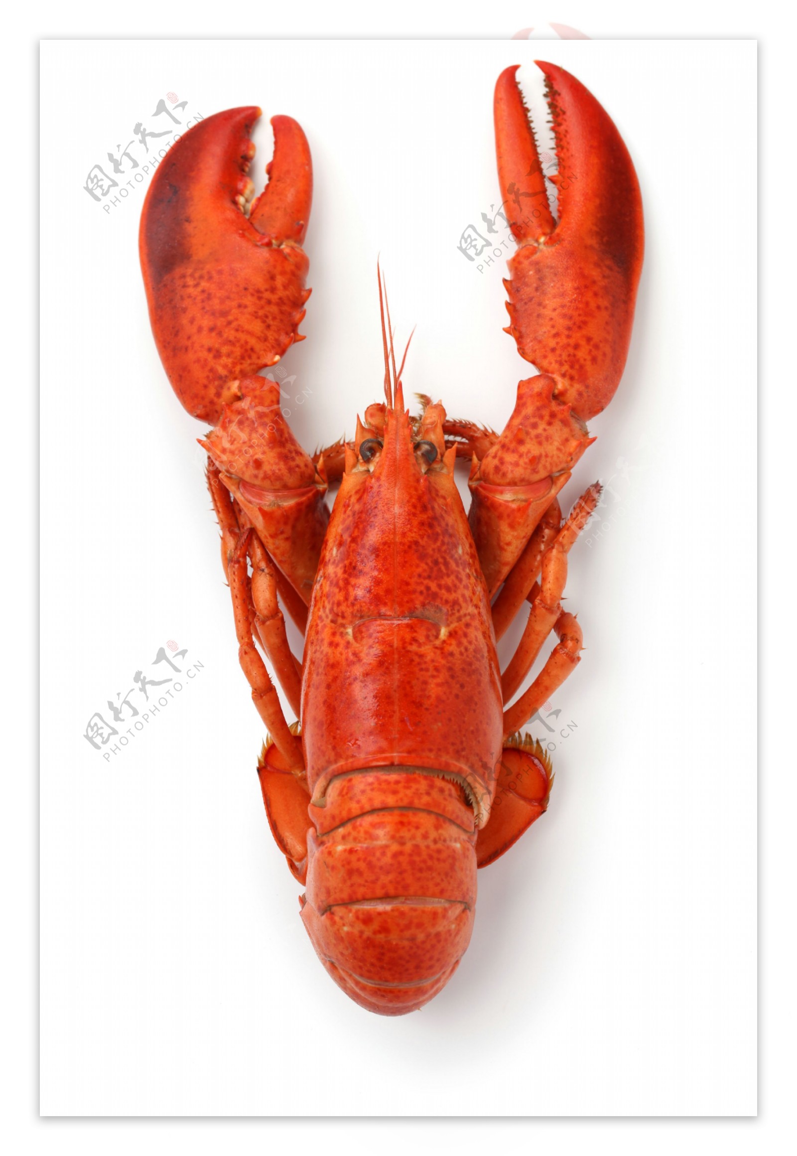 大红色龙虾图片