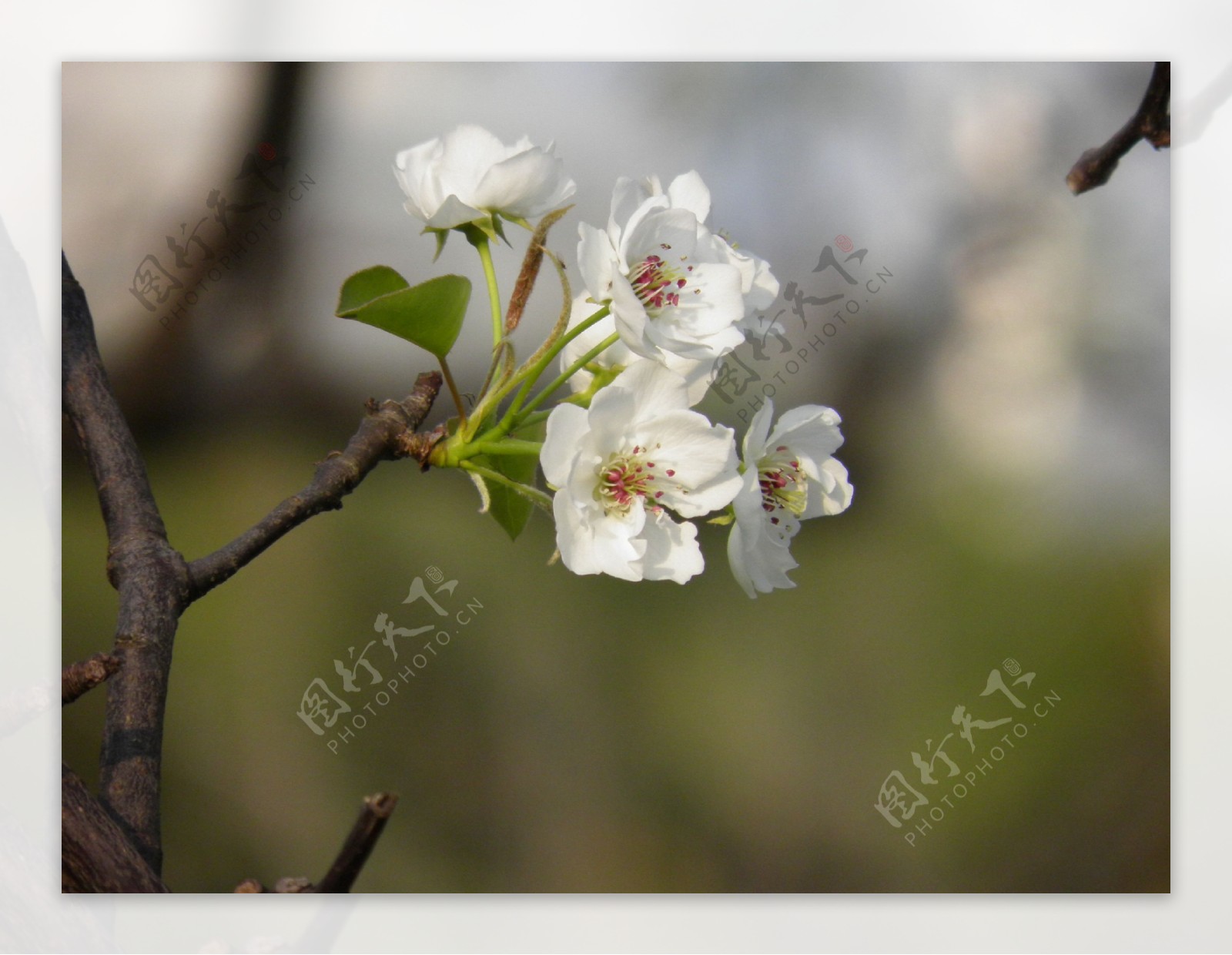 春天梨花花朵写真高清