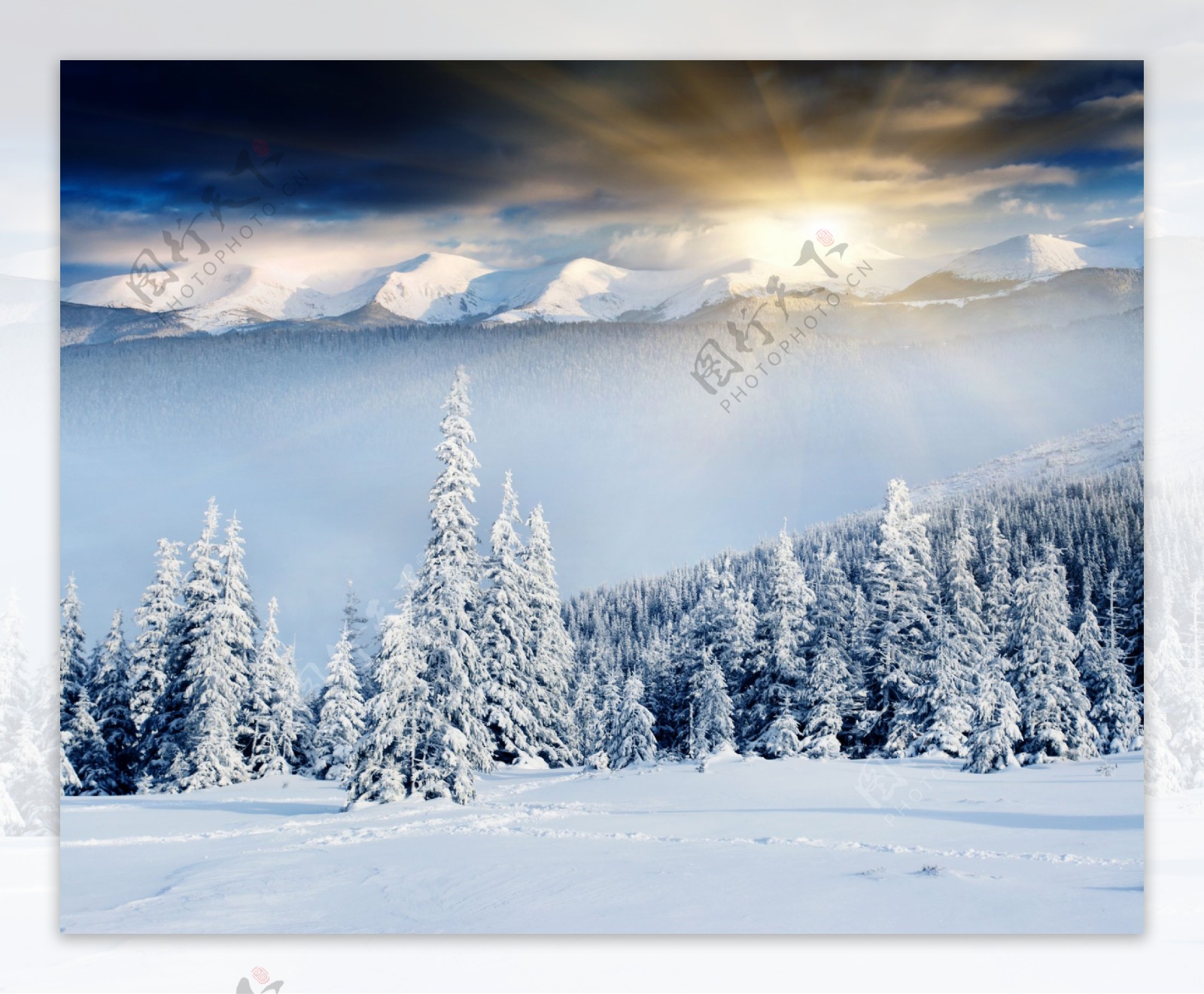 阳光树林雪地自然风光图片