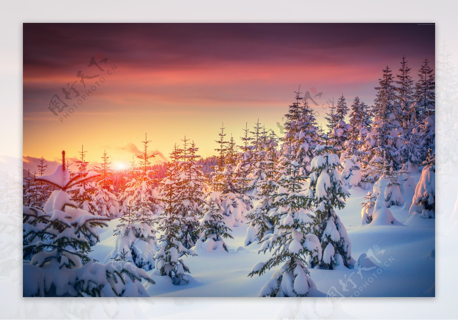 阳光下雪松风景风景图片