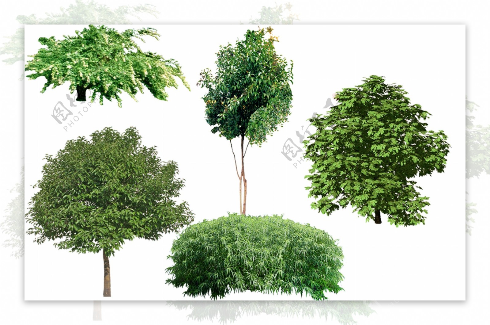 园林绿化植物树木图片png景观素材